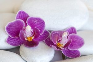 Orchid and stones